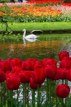
                    
                        Beautiful Nature by Serge Kozintev on 500px.com (post by Sangeev D on G+)  ~ Beautiful, and I love swans.
                    
                