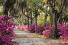 
                    
                        25 Enchanting Reasons to Move to Savannah  - HouseBeautiful.com
                    
                