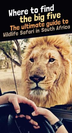 
                    
                        The Ultimate Guide to Wildlife Safari in South Africa and where to find the Big Five | South Africa is one of the best places to explore wildlife and get close to lions, rhinos, elephants, leopards and buffalos. Are you ready to get face to face with the big five? | via Just One Way Ticket Travel Blog
                    
                