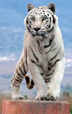 
                    
                        White tiger leaps on platform.
                    
                