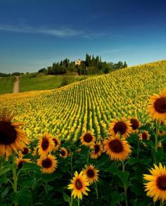 
                    
                        Sunflower Field near San Gimignano, Tuscany
                    
                