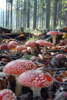 
                    
                        mushrooms on a forest floor --- I have a fascination with mushrooms.. they just look so mystical!
                    
                