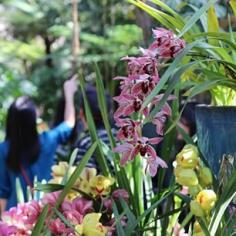 
                    
                        Orchids inside the @BalboaPark Botanical Building. I sometimes forget to explore in here as well as the other gardens! Did you know that #BalboaPark is the nation's largest urban cultural park? #SanDiego #sandiegogram #pretty #orchids
                    
                