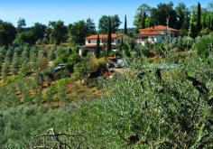 
                    
                        Agriturismo Cesani - winery
                    
                