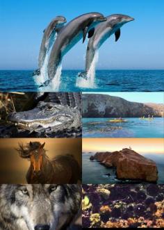 
                    
                        travel # Animals of Channel Islands National Park - Best Parks Ever - 4346 # Animals of the Everglades - Best Parks Ever - 4346 # Animals of Theodore Roosevelt National Park - Best Parks Ever - 4346  via bit.ly/1E7eUIn
                    
                