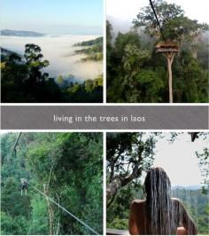 
                    
                        The Gibbon Experience in Laos
                    
                