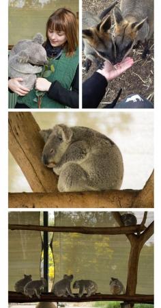 
                    
                        Cohunu Koala Park, Perth, Western Australia
                    
                