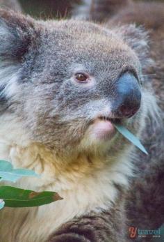 
                    
                        Meet the cute koalas at Cleland Wildlife Park, Adelaide Hills, South Australia
                    
                