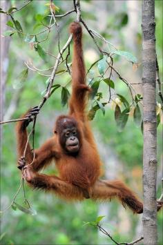 
                    
                        Travel Gawker: When I Went to Borneo… Orangutan
                    
                