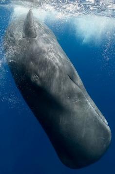 #Sperm #Whale #Ocean #Animals #Whales