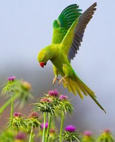 
                    
                        Rose Ringed Parakeet – The Beautiful
                    
                