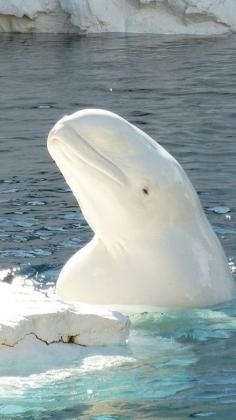 Beautiful White whale (beluga). Quite possibly my favorite sea mammal. 
                                        