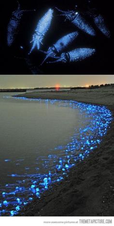 glowing jellyfish in Toyama, Japan; the blue lights on the sea coast are glowing firefly squid