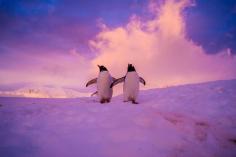 
                    
                        Antarctica, Antarctica - #hiking with a Cute couple of Gentoo...
                    
                