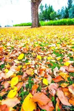 
                    
                        Autumn colors in Bathurst, Australia
                    
                