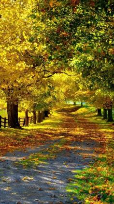 
                    
                        Autumn Path....
                    
                