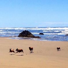 
                    
                        16 paws, and only two are touching the sand. Summer joys at Seal Rock Beach, Oregon. Coastalliving.com
                    
                