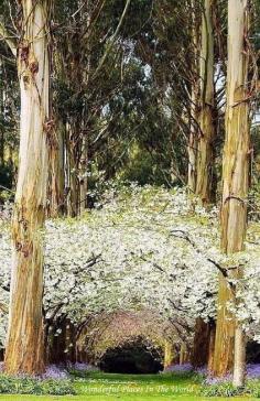 
                    
                        Eucalyptus Forest, New Zealand
                    
                