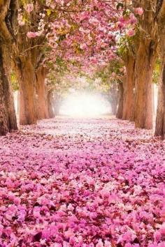 
                    
                        Road of Flower Petals
                    
                