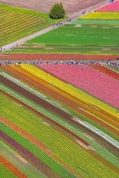 
                    
                        Patterns Of Tulips From The Air - Skagit Valley Tulip Fields, Mt. Vernon, Washington State
                    
                