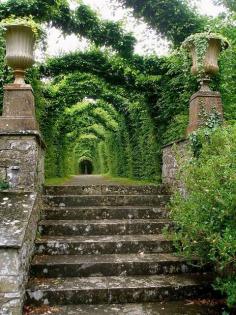 
                    
                        Ancient Walkway, Birr Castle, Ireland photo via cathy....
                    
                
