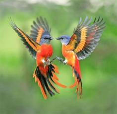 
                    
                        BEAUTY OF WILDLIFE: Awesome Collection Of World Best Cage Birds and Wild Birds Of The Day (Part I)
                    
                
