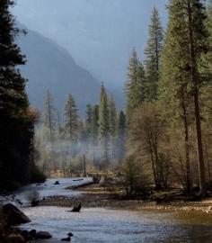 
                    
                        Misty morning at Merced River, Yosemite by Donnetta
                    
                