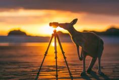 
                    
                        Bridget the Kangaroo taking her photography to the next level at this morning's sunrise on Casuarina Beach Discovered by Matt Glastonbury at Cape Hillsborough, Australia
                    
                