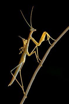 
                    
                        mother and baby insect - Google Search
                    
                