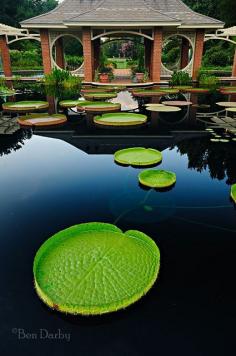 
                    
                        Botanical Gardens - Huntsville, Alabama by Ben Darby
                    
                