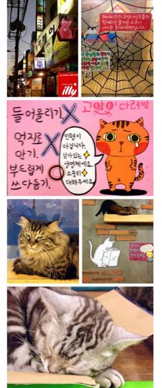 
                    
                        "Cat's Attic" cat café, Hongdae, Seoul
                    
                