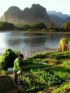 
                    
                        Organic Garden, Van Vieng Laos ... I can so do this here in NZ!! :))
                    
                