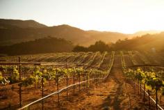 
                    
                        Wine Country Ideas
                    
                