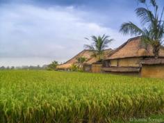 
                    
                        Flavors of Indonesia: Balinese Cooking Class in Ubud, Bali
                    
                