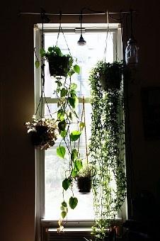 Hanging window plants