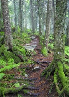 
                    
                        Green Mountain National Forest, Vermont
                    
                