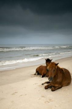 
                    
                        Horses on the Beach
                    
                