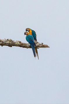 
                    
                        Macaw bird on the Amazon River | The Planet D
                    
                