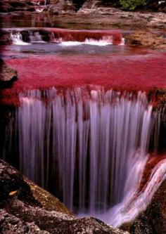 
                    
                        River of five colors, Colombia
                    
                