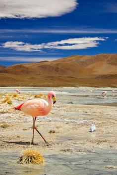 
                    
                        Bolivian Salt Flats – rough and stunning scenery  * click to see entire photo * The Planet D Adventure Travel Blog
                    
                