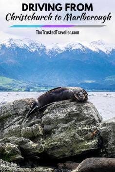 
                    
                        Seal at Kaikoura, New Zealand - Driving from Christchurch to Marlborough - The Trusted Traveller
                    
                
