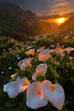 
                    
                        Calla Lily Valley, B mother nature moments
                    
                