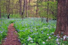 
                    
                        Harrisburg, PA's The Patriot News listed Bowman's Hill Wildflower Preserve on their Pennsylvania Bucket List! They recommend exploring the meadow's wildflowers, strolling through nearby New Hope or Peddler's Village, and spending the evening at the lovely Inn at Bowman's Hill.
                    
                