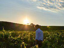 
                    
                        Beyond the Beach: Exploring Sicily's Emerging Wine Scene
                    
                