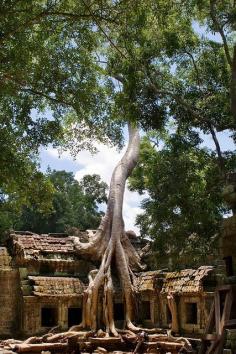 
                    
                        Tree and Temple, Ta prohm, Angkorwat, Cambodia
                    
                
