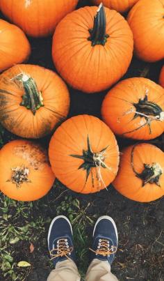 
                    
                        Beautiful colors and picking out your favorite pumpkins. Fall in Missouri is the perfect time to visit with your family.
                    
                
