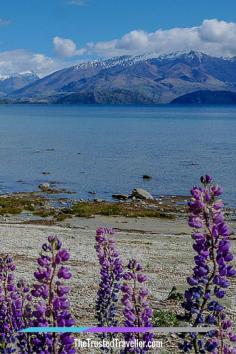 
                    
                        Lupins lining Lake Wanaka - 26 Photos That Prove Wanaka in New Zealand is Amazing - The Trusted Traveller
                    
                