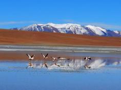 
                    
                        The Big Picture photography competition: round 372 Flamingos in the Atacama Desert of Bolivia
                    
                
