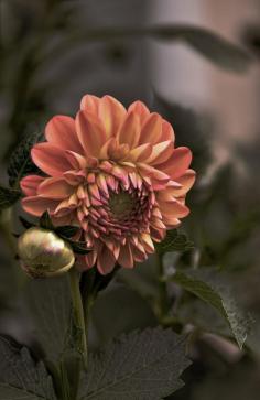 
                    
                        ~~Dusk | Woodland Taco Time Dahlia blooming in our Colorado Garden, summer 2015. A formal decorative dahlia with blended blooms of orange and yellow. Prolific bloomer that grows to 3-1/2 ft tall | by Robin Evans~~
                    
                