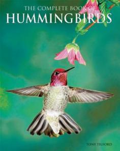 A fascinating reference guide to nature's jewels in flight. Often called jewels in flight due to their brilliant plumage, the tiny hummingbird is a welcome friend in gardens and on patios everywhere. These fascinating little avians have long captured our imagination with their spectacular beauty and magical ability to hover in midair. Discover these remarkable little birds in the Complete Book of Hummingbirds by Tony Tilford. This is the ultimate reference guide to hummingbirds, featuring a comprehensive overview of the birds" biology, evolution, behavior, breeding, and migration patterns. You'll be awestruck by the amazing updated collection of full-color photographs depicting hummingbirds in flight and at rest in the Gallery of Hummingbirds. Learn how to attract hungry hummingbirds to your garden! Discover the kinds of plants and flowers that they love to visit, and how to create artificial feeding stations by making your own hummingbird food. From Woodnymphs and Mountain-Gems to Plovercrests and Hillstars, this thorough book describes all the hummingbirds of the world, and includes a helpful reference section, complete with a glossary and recommended websites for further reading.